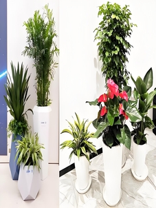 宁波海曙花木租赁专业